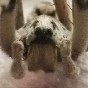 Meet your Posher, Shane